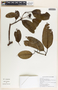 Sapium macrocarpum image