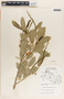Sapium macrocarpum image