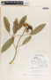 Sapium macrocarpum image