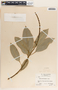 Sapium macrocarpum image