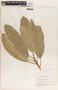 Sapium macrocarpum image