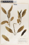 Sapium macrocarpum image
