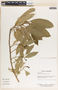 Sapium macrocarpum image