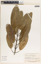 Sapium macrocarpum image