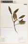 Sapium macrocarpum image