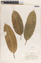Sapium macrocarpum image