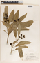 Sapium macrocarpum image