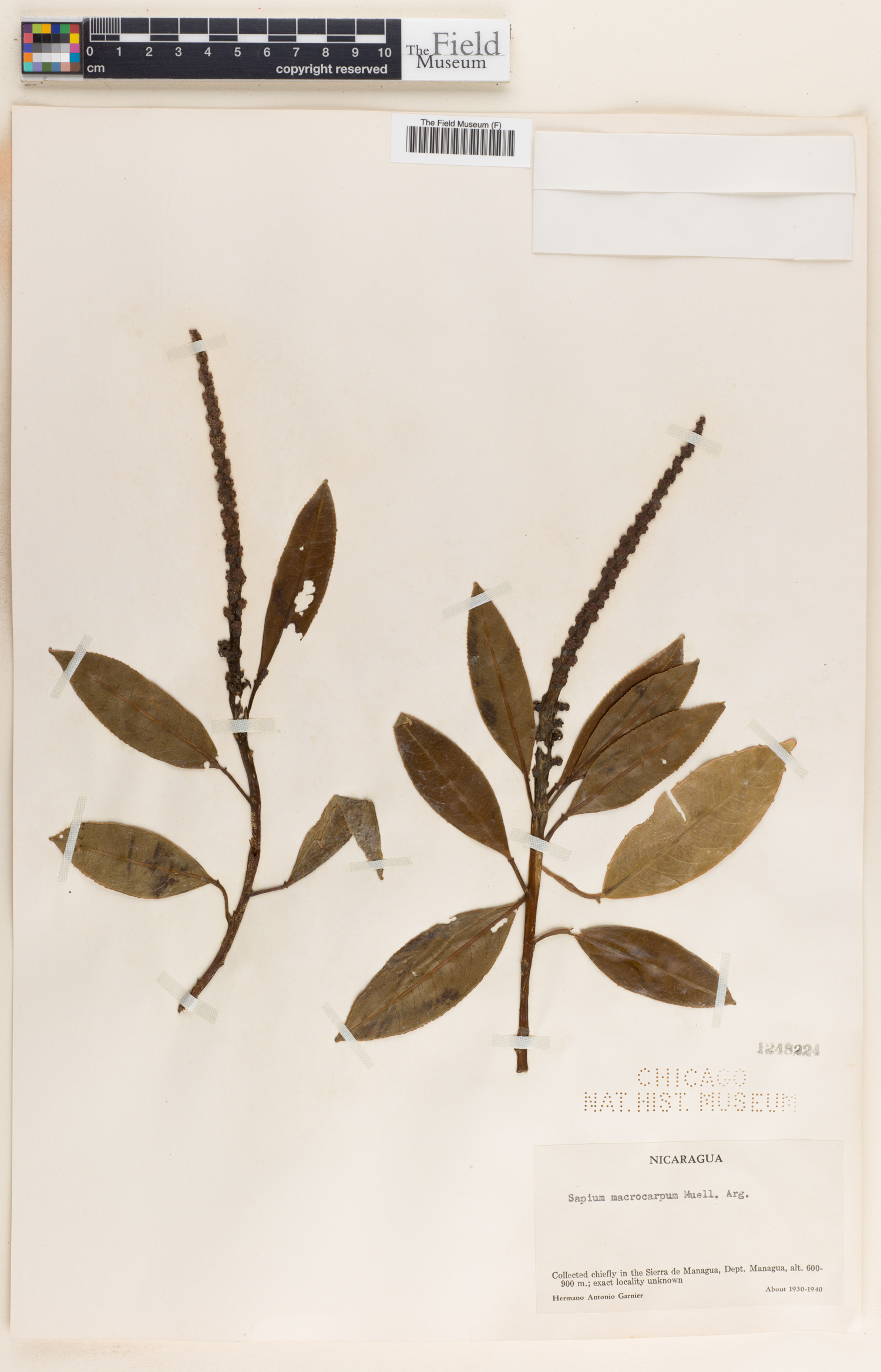 Sapium macrocarpum image