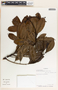 Sapium macrocarpum image