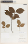 Ulmus thomasii image