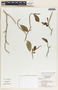 Sebastiania adenophora image