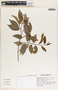 Sebastiania adenophora image