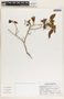Sebastiania adenophora image