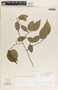 Sebastiania adenophora image