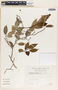 Sebastiania adenophora image