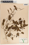 Sebastiania adenophora image