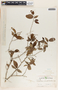 Sebastiania adenophora image