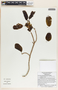 Sebastiania adenophora image
