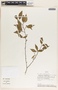Sebastiania adenophora image