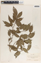 Sebastiania adenophora image