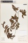 Sebastiania adenophora image