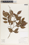 Sebastiania adenophora image