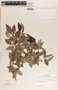 Sebastiania adenophora image