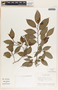 Sebastiania adenophora image