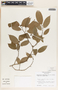 Sebastiania adenophora image