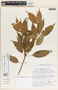 Sebastiania hintonii image