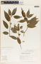 Sebastiania hintonii image
