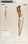 Amsonia ciliata image