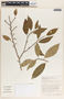 Sebastiania pavoniana image