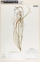 Stillingia linearifolia image