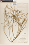 Stillingia linearifolia image