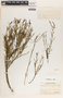 Stillingia linearifolia image