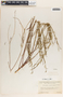 Stillingia linearifolia image