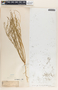 Stillingia linearifolia image