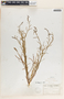 Stillingia linearifolia image
