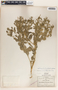Stillingia treculiana image