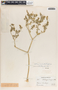 Stillingia treculiana image