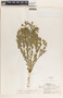 Stillingia treculiana image