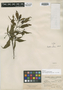 Psychotria schlimii image