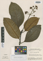 Psychotria silvae image