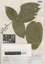 Psychotria sipapoensis image
