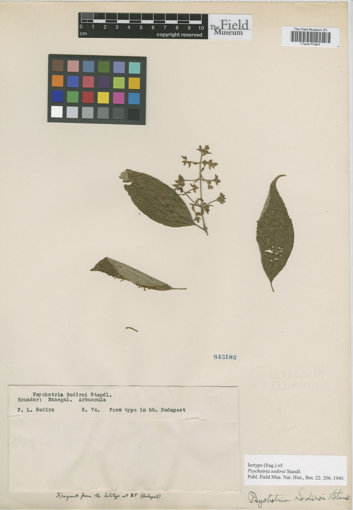 Psychotria sodiroi image