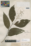 Psychotria subundulata image
