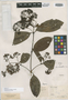 Ixora syringiflora image