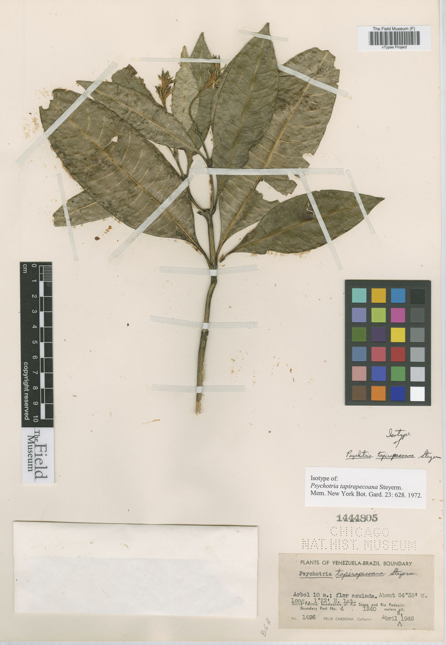 Psychotria tapirapecoana image