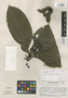 Carapichea urniformis image